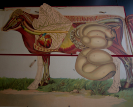 Koe  anatomie