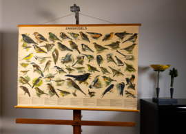 Zangvogels