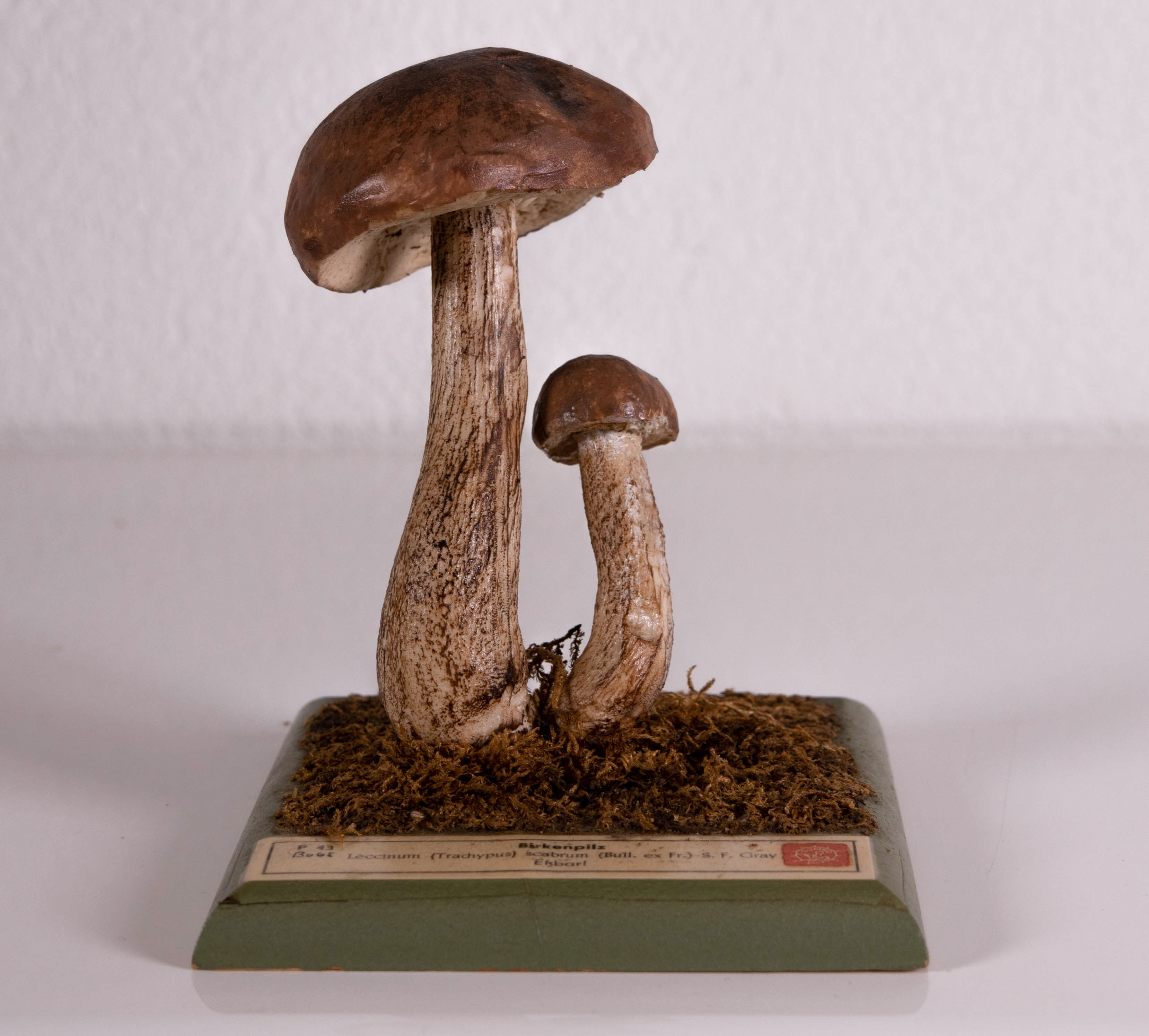 Leccinum Trachypus Scabrum