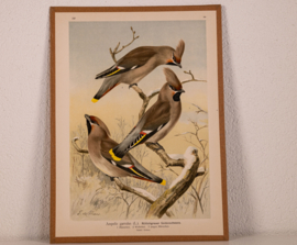 Pestvogel