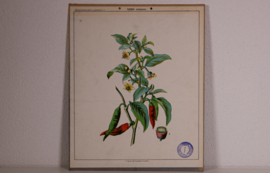Botanisch  4