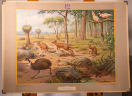 Uit de Australische dierenwereld