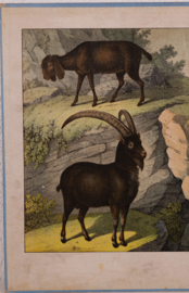 Schreiber Wild Schaap Wilde Geit