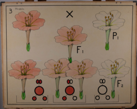 Erfelijkheidsleer Planten Mirabilis