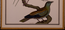 Vogelplaatje 2 Litho