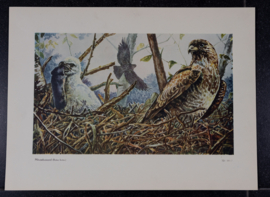 Beschermde vogels