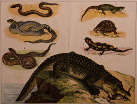 Schreiber Reptielen en Amphibien