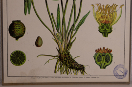 Botanisch  3