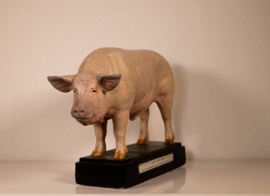 Varken Groot-Yorkshire