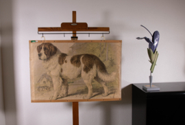 Hond Bernardshond