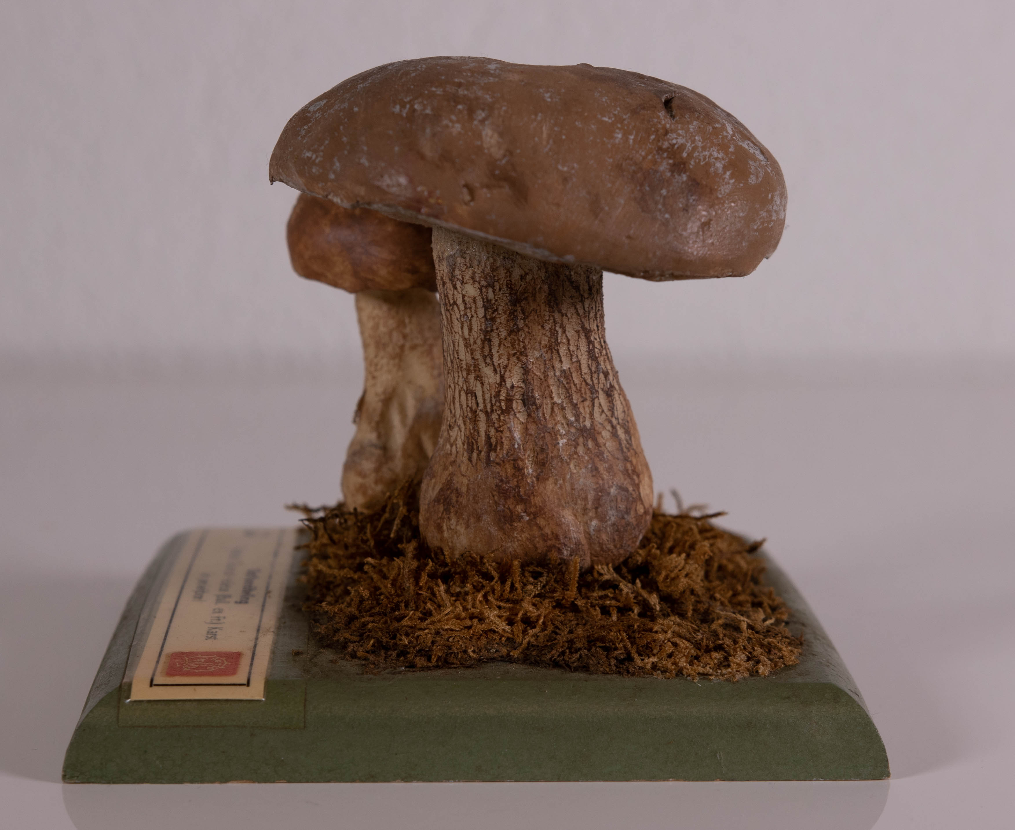 Tylopilus Boletus Felleus