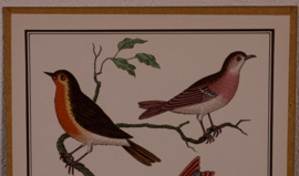 Vogelplaatje 4 Litho