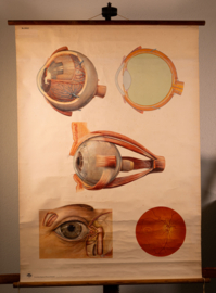 Oog
