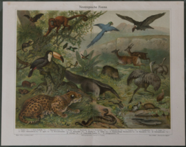 Neotropische Fauna