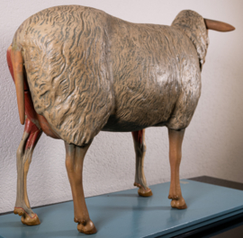 Schaap