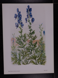 6 plaatjes Botanisch
