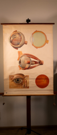 Oog