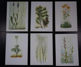 6 Plaatjes Botanisch