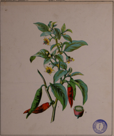 Botanisch  4