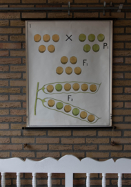 Erfelijkheidsleer  Erwt I Litho