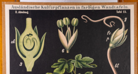 Gemeiner Feigenbaum
