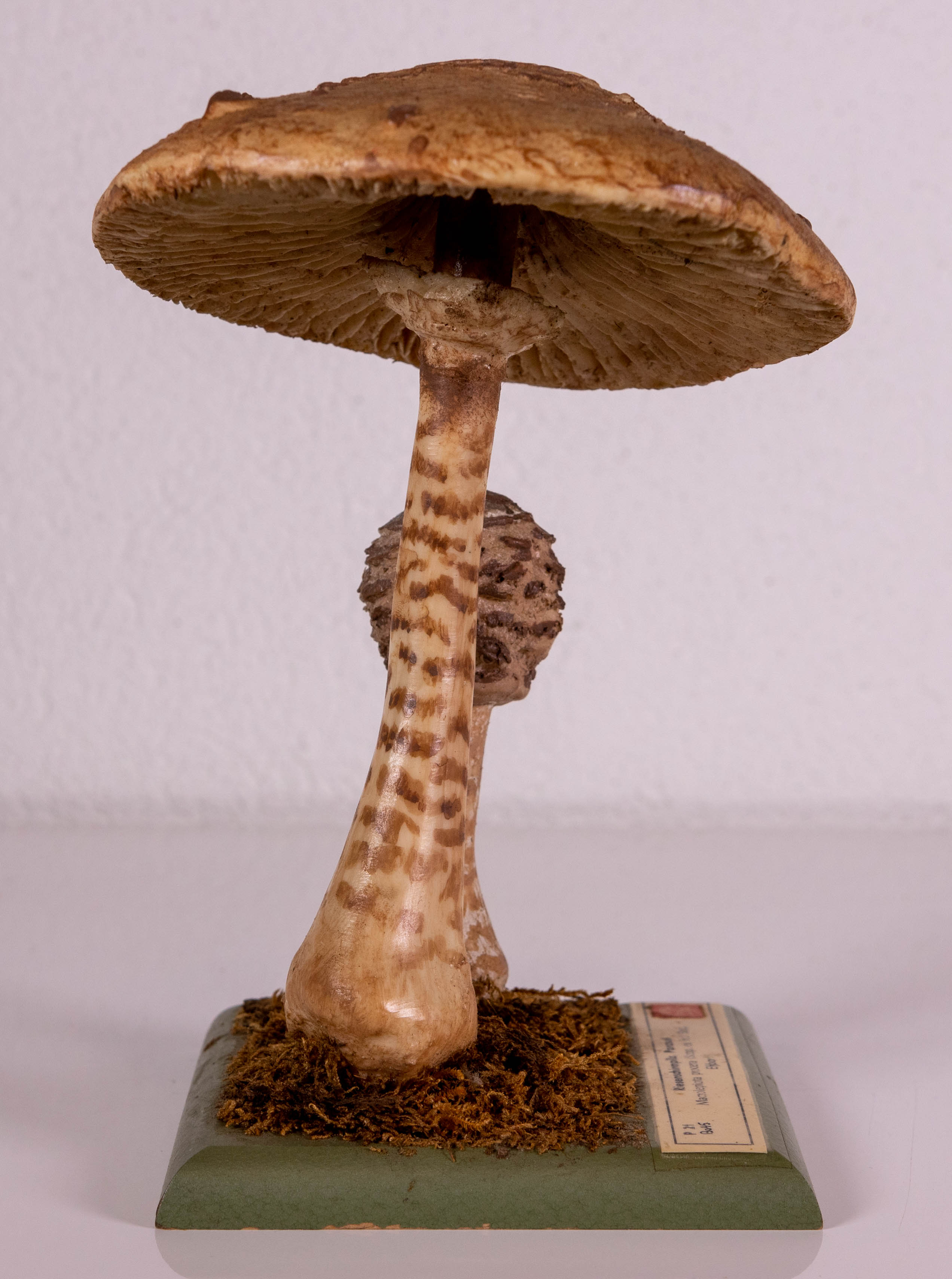 Macrolepiota Procera