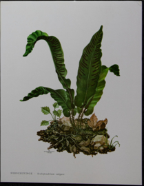 4 Schoolplaatjes    Botanisch  5