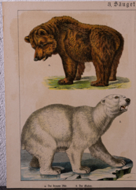 Schreiber IJsbeer en Egel