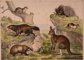 Schreiber Das Kangoeroe