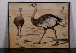 Struisvogel