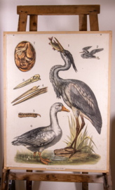 Reiger gans
