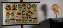 Verdachte en giftige paddenstoelen