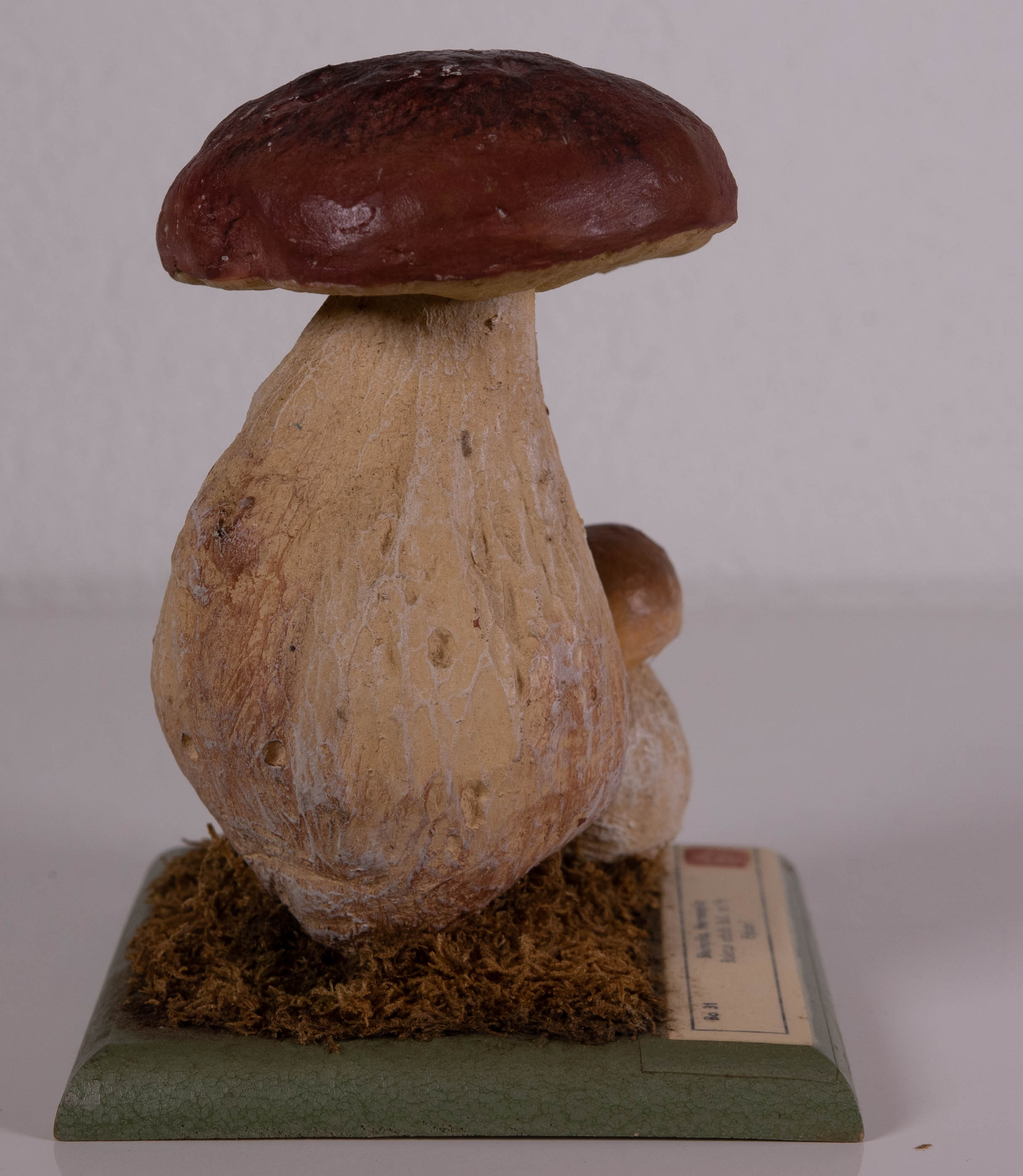 Boletus Edulis Bull
