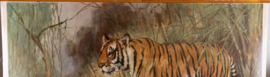 Tijger