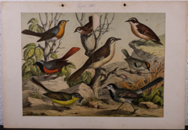 Schreiber Nachtegaal, Blauwborst, Winterkoninkje en Goudhaantje
