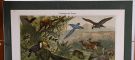 Neotropische Fauna