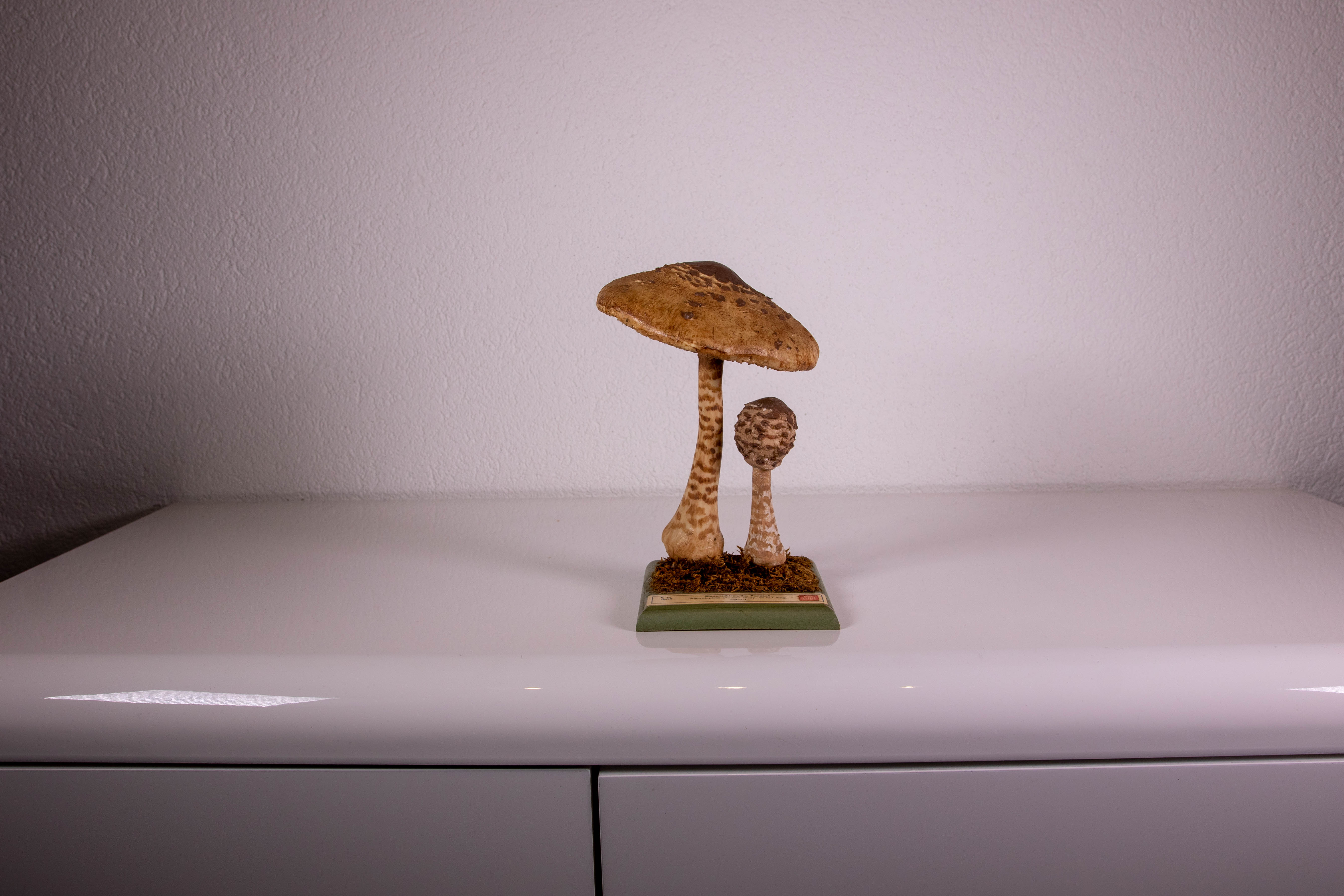 Macrolepiota Procera