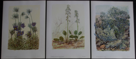 6 plaatjes Botanisch