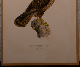 Buizerd