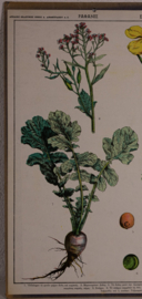 Botanisch  2