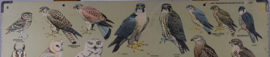 Roofvogels