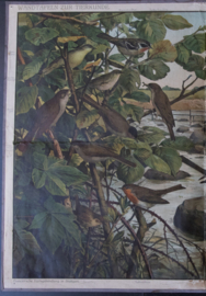 Vogels oa Roodborst Kwikstaart