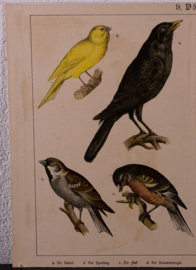 Schreiber Kanarie en Roodborst