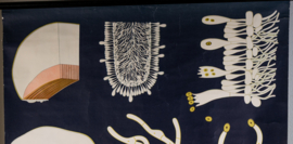 Champignon Litho
