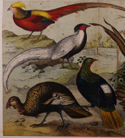 Schreiber Pauw, Goudfazant, Struisvogel en Kasuaris