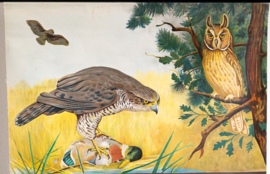 Roofvogel  en Uil       Litho