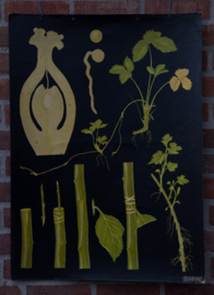 Vegatieve voortplanting