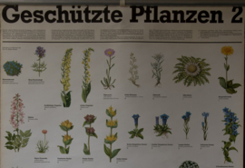 Beschermde Planten