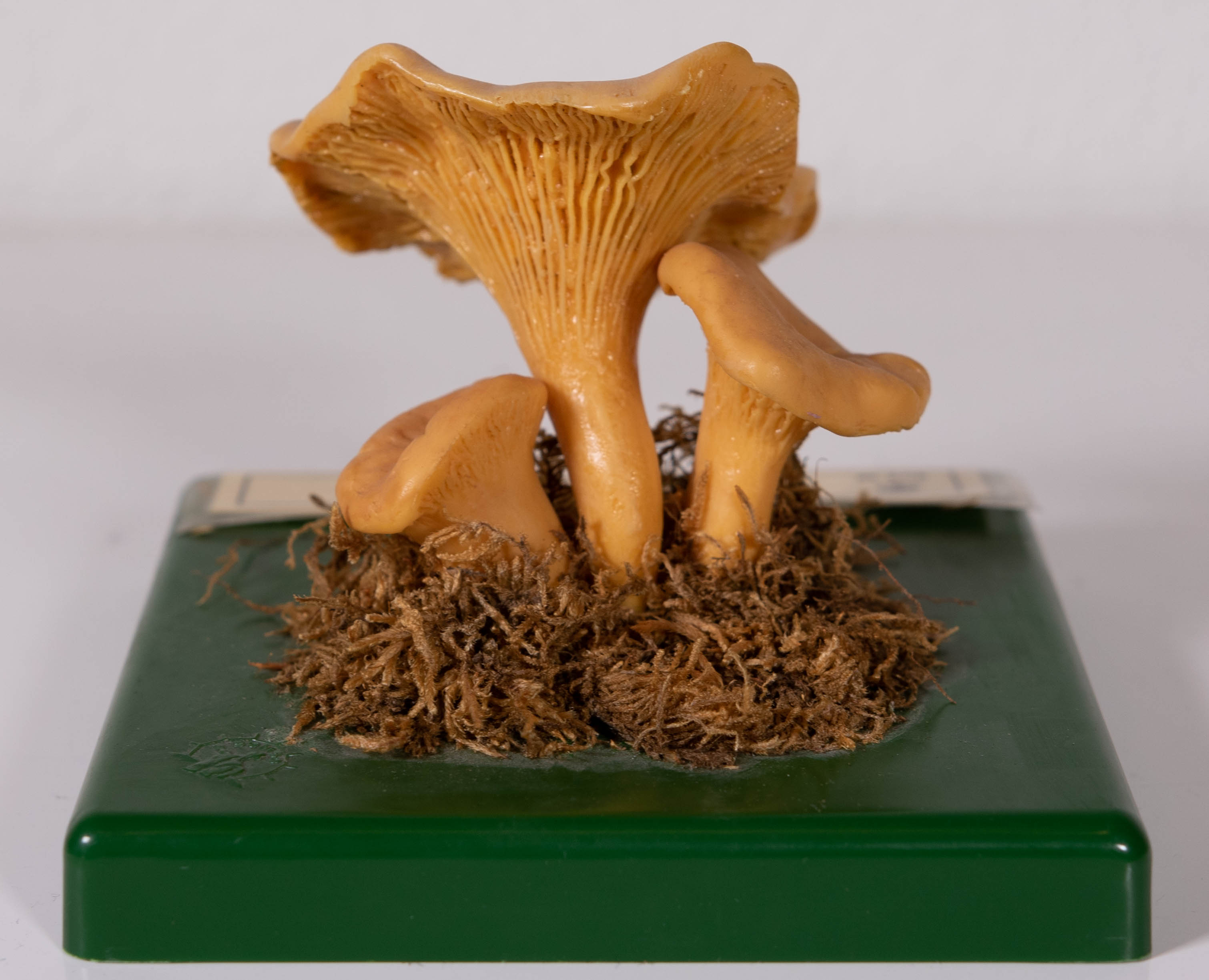 Cantharellus Cibarius