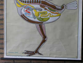 Anatomie vogels